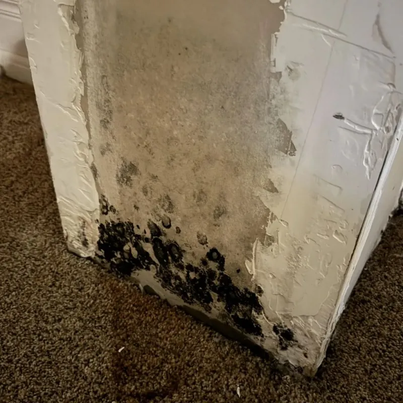 Professional Mold Removal in Bates County, MO